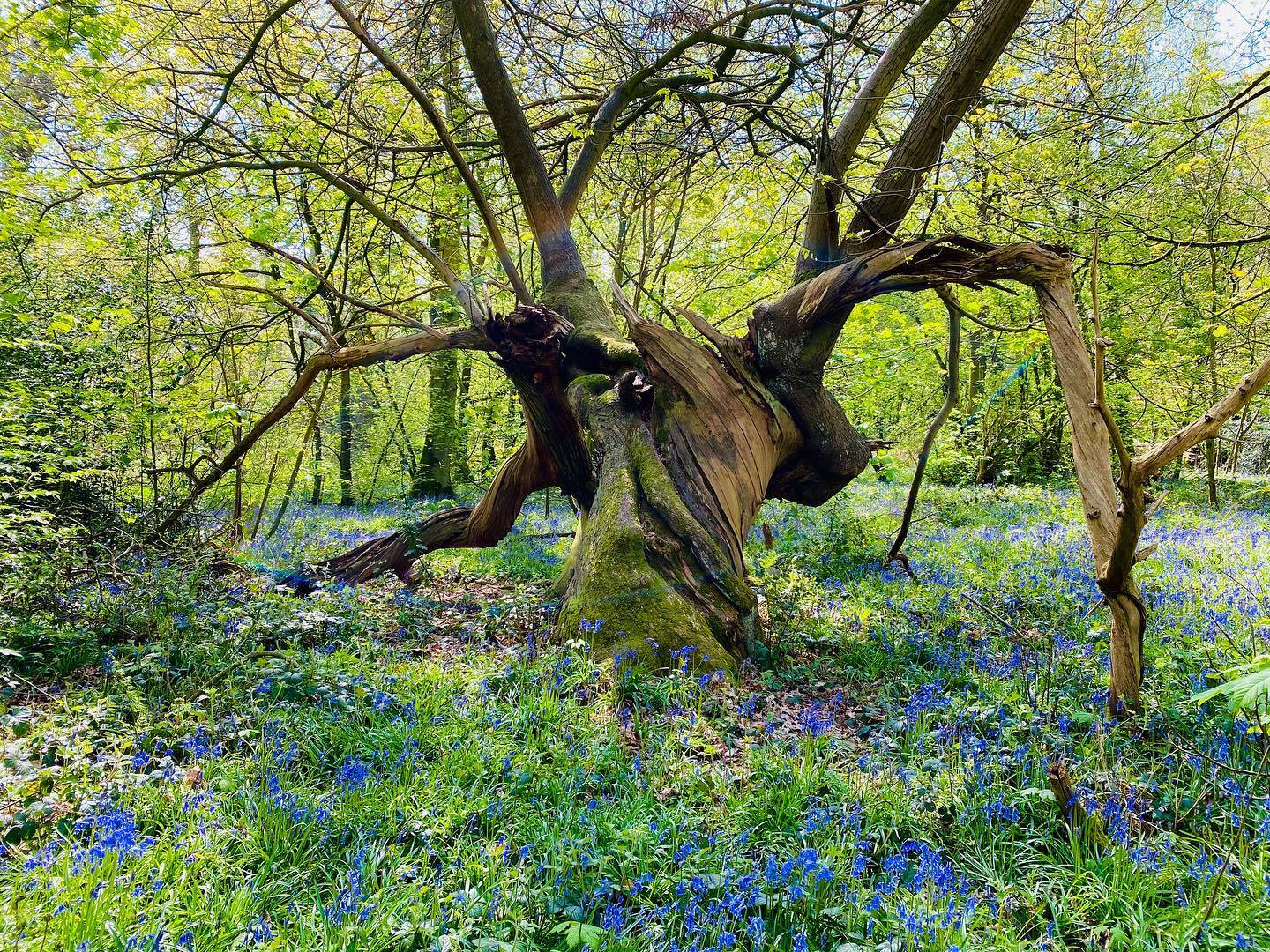 Bluebell wood at Combermere Abbey